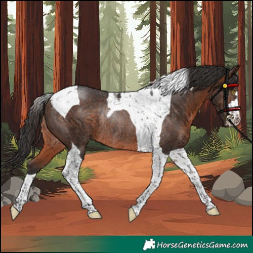 Horse Color:Brown Tobiano Rabicano