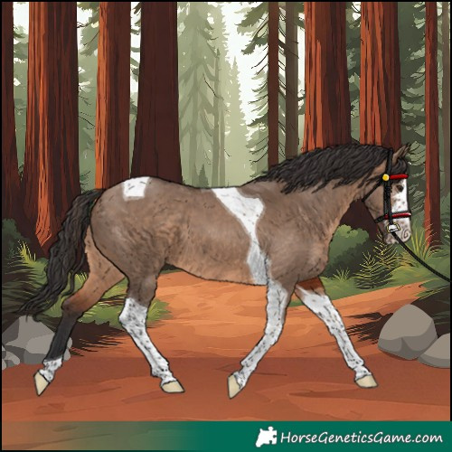 Horse Color:Unknown 