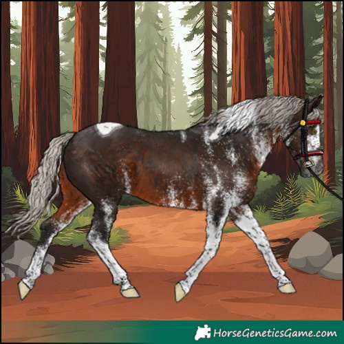 Horse Color:Gray White Spotted Silver Brown Tobiano