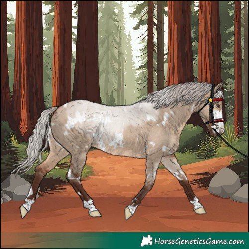 Horse Color:Unknown 