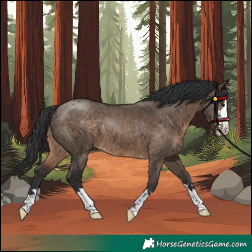Horse Color:Unknown 