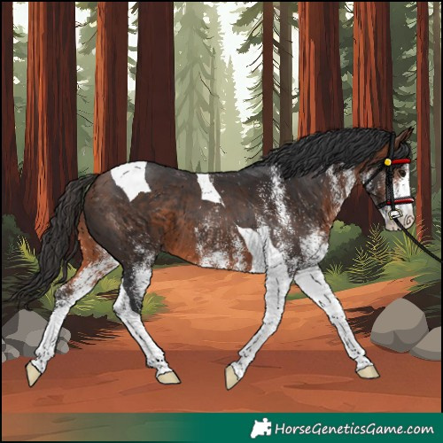 Horse Color:Unknown 