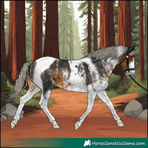 Horse Color:Unknown 