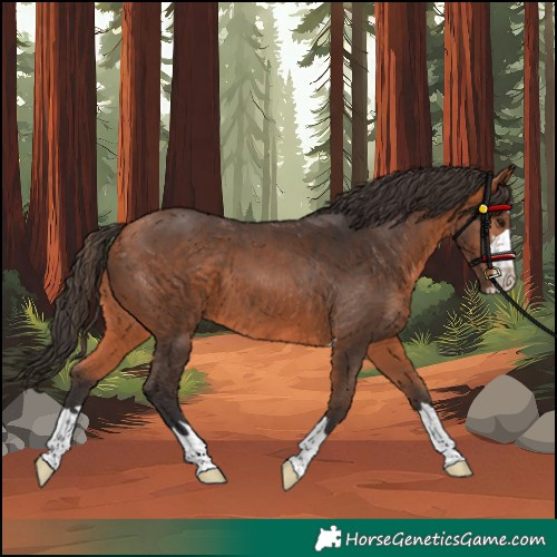 Horse Color:Unknown 