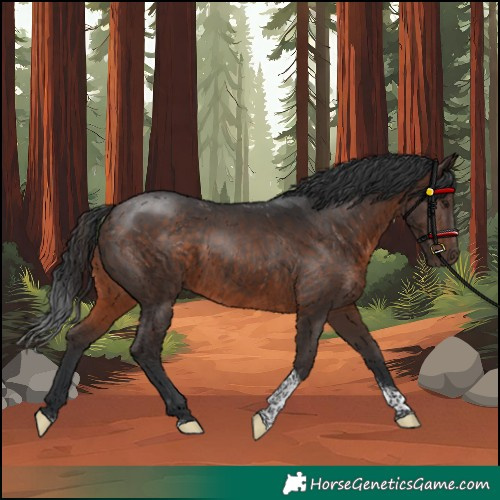 Horse Color:Unknown 