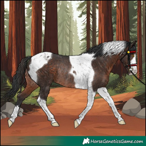 Horse Color:Unknown 