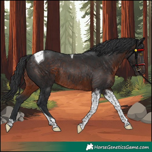 Horse Color:Unknown 