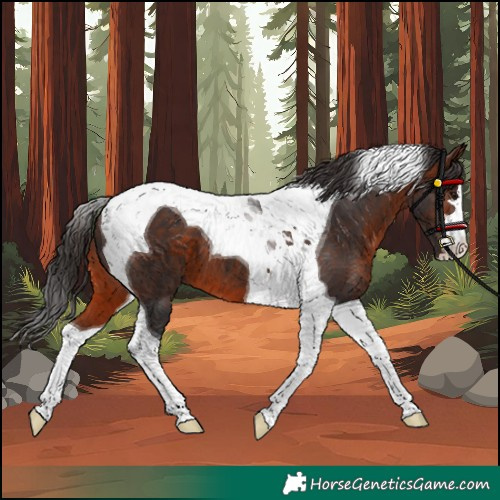 Horse Color:Unknown 