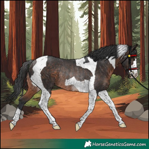 Horse Color:Unknown 