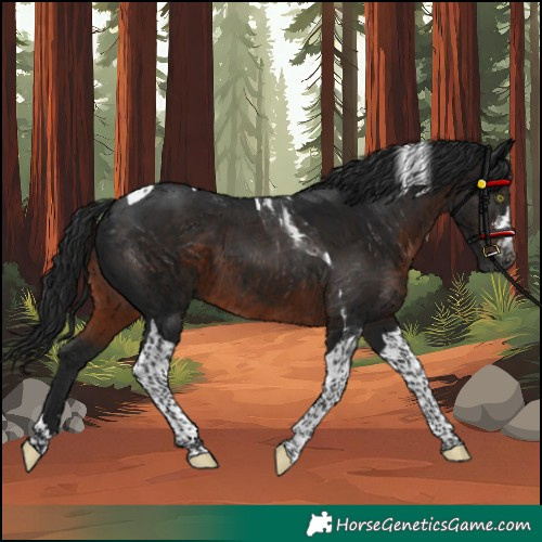 Horse Color:Unknown 
