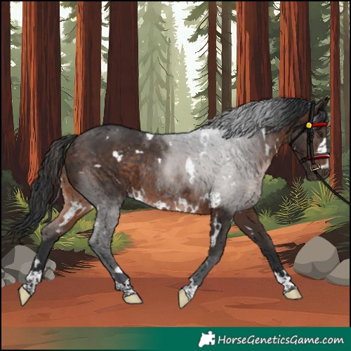 Horse Color:Unknown 