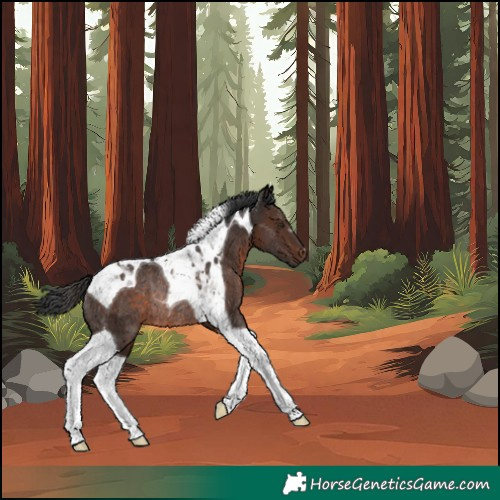 Horse Color:Unknown 