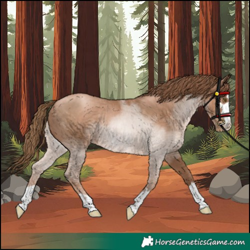 Horse Color:Unknown 