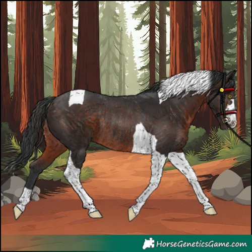 Horse Color:Unknown 