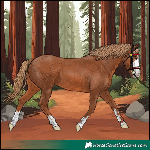 Horse Color:Unknown 
