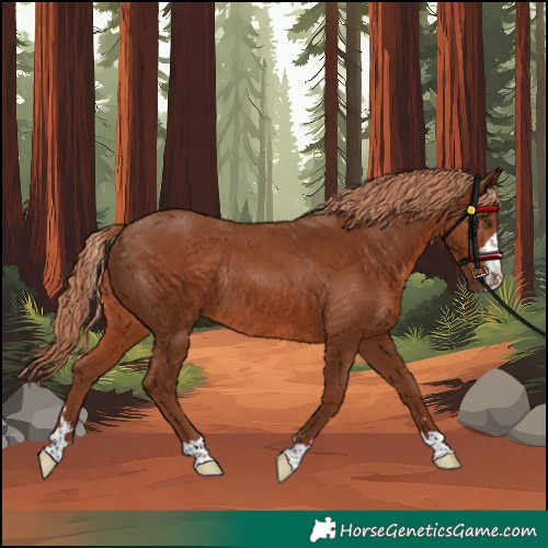 Horse Color:Unknown 