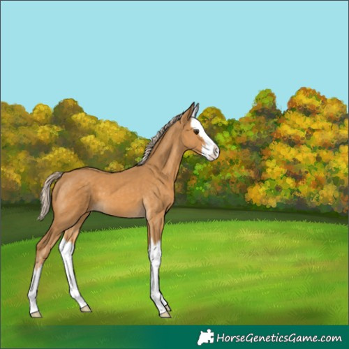 Horse Color:Palomino Splash 