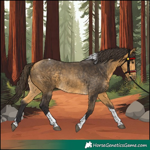 Horse Color:Unknown