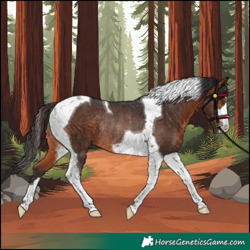 Horse Color:Unknown 