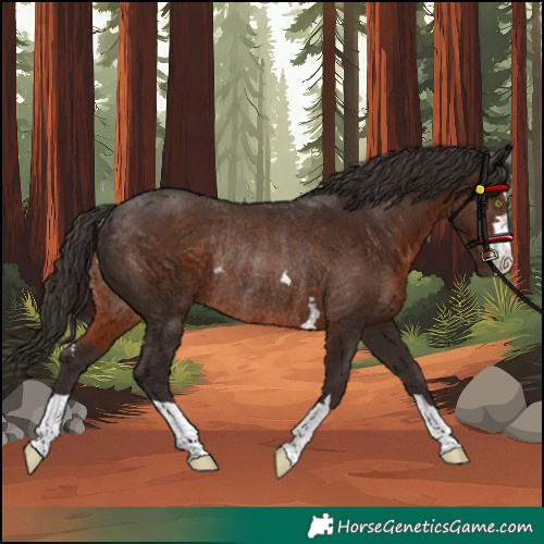 Horse Color:Unknown 