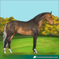 Horse Color:Silver Buckskin 