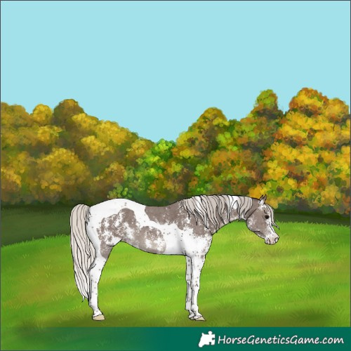 Horse Color:Silver Black Sabino Tobiano