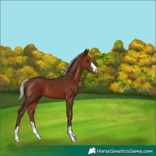 Horse Color:Silver Bay 