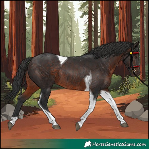 Horse Color:Brown Tobiano Rabicano 