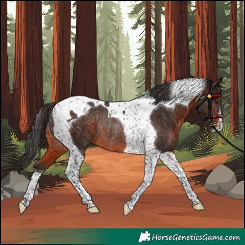 Horse Color:Brown Tobiano Rabicano