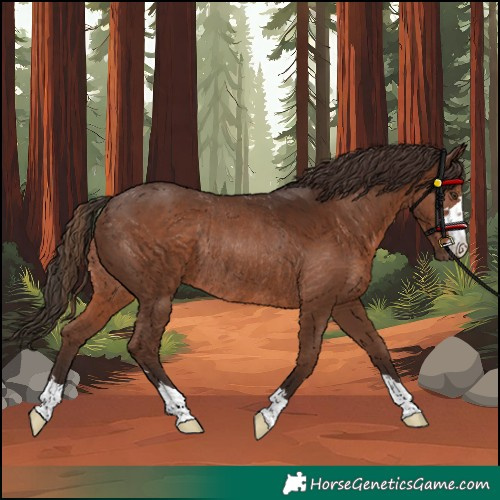 Horse Color:Liver Chestnut Rabicano 