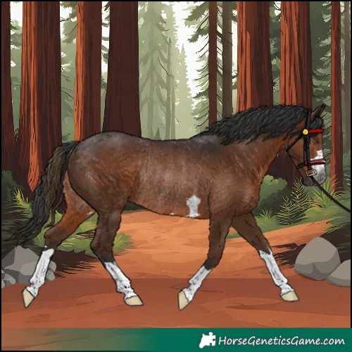 Horse Color:Gray Liver Chestnut Rabicano 