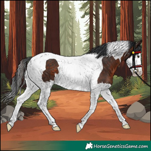 Horse Color:Brown Splash Tobiano Rabicano