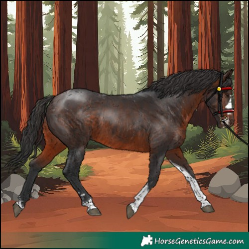Horse Color:Brown Tobiano Rabicano 