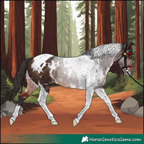 Horse Color:White Spotted Bay Tobiano Rabicano 