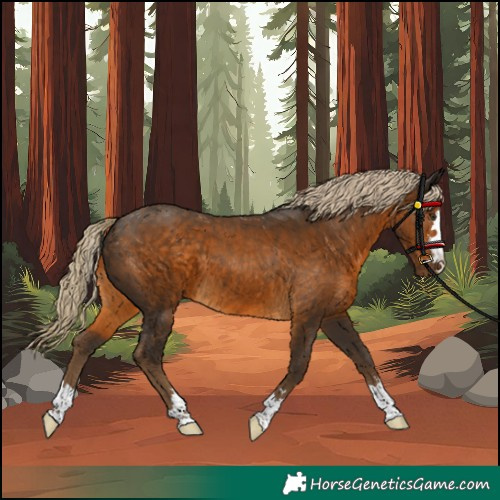 Horse Color:Chocolate Palomino 