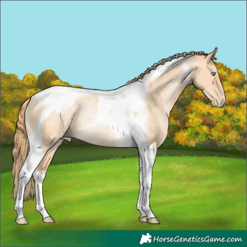 Horse Color:Buckskin Pearl Tobiano Appaloosa Rabicano 