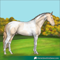Horse Color:Buckskin Pearl Tobiano Blanket Rabicano