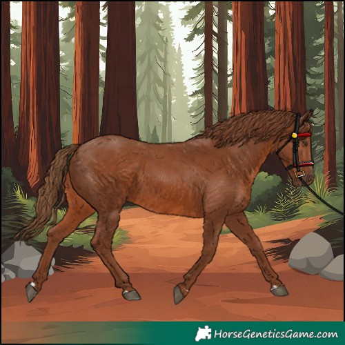 Horse Color:Chestnut Rabicano