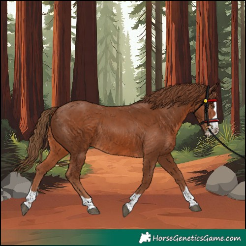 Horse Color:Chestnut Rabicano