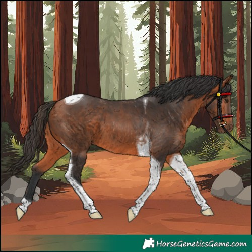 Horse Color:Bay Tobiano