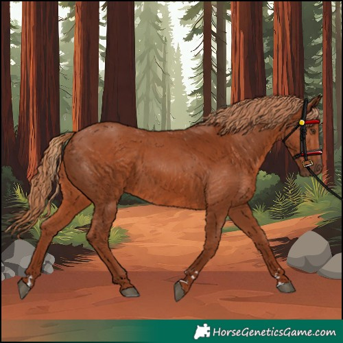 Horse Color:Chestnut 