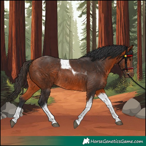 Horse Color:Bay Tobiano Rabicano 