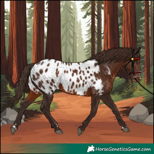Horse Color:Liver Chestnut Appaloosa Rabicano
