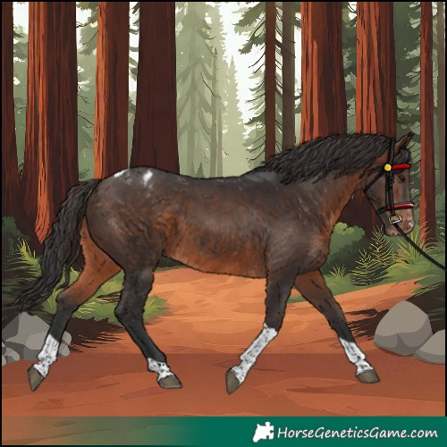 Horse Color:Brown Tobiano Appaloosa