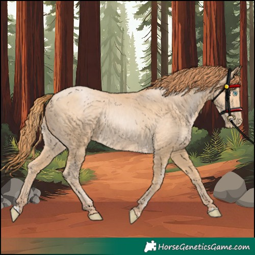 Horse Color:Buckskin Pearl
