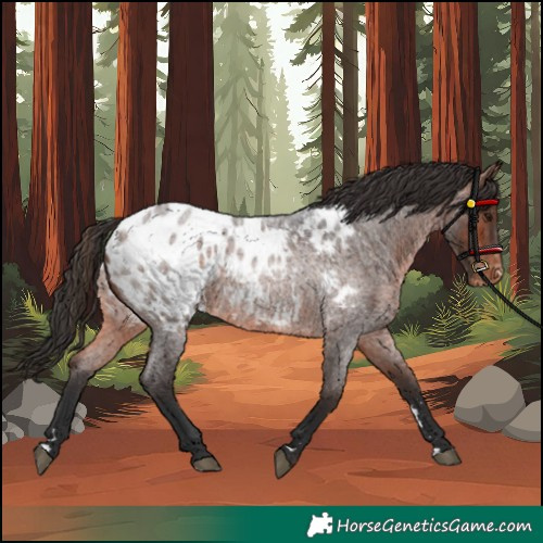 Horse Color:Bay Roan Blanket