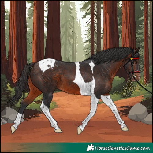 Horse Color:Brown Tobiano Varnish