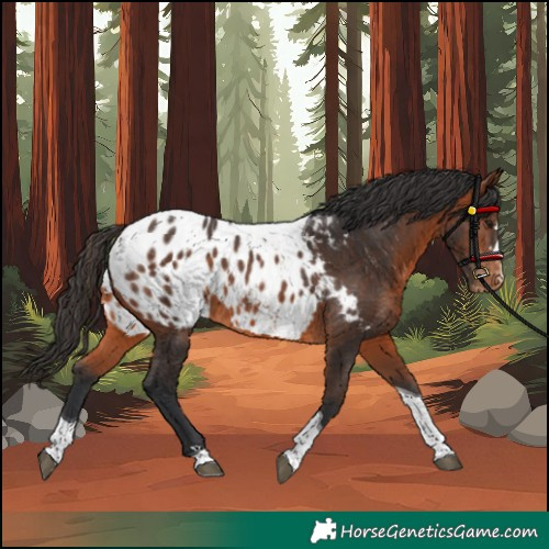 Horse Color:Bay Tobiano Blanket