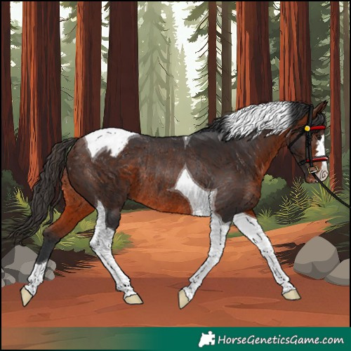 Horse Color:Bay Tobiano Appaloosa Rabicano 