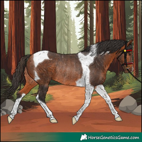 Horse Color:Bay Tobiano Rabicano 